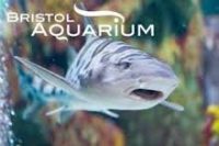 Bristol Aquarium3